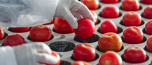 Tomatoes being sorted in industrial machinery