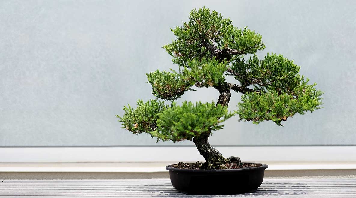 A bonsai tree