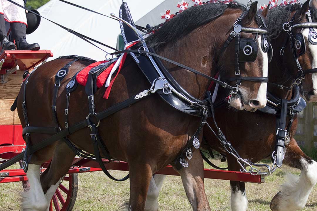 Two horses pulling a wagon.