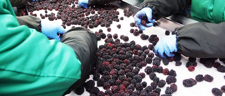 Factory workers sorting berries on a conveyer belt.