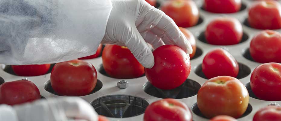 Tomatoes being sorted in industrial machinery.