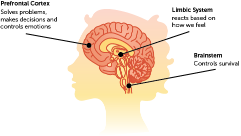 A rudimentary diagram of the brain pointing to the prefrontal cortex, the limbic system, and brainstem.